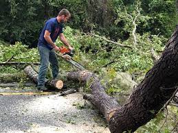 Best Storm Damage Tree Cleanup  in Hahnville, LA