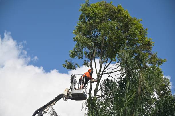 Lawn Renovation and Restoration in Hahnville, LA